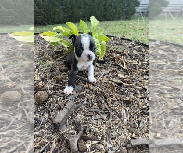 Medium Photo #8 Boston Terrier Puppy For Sale in FREDONIA, KS, USA