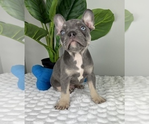 French Bulldog Puppy for Sale in FRANKLIN, Indiana USA