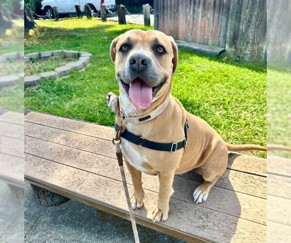 Medium Photo #6 Mastiff-Unknown Mix Puppy For Sale in Alameda, CA, USA