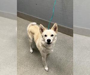 Mutt Dogs for adoption in Las Vegas, NV, USA