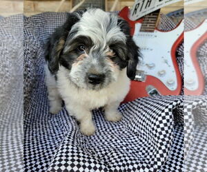 Australian Shepherd-Maltese Mix Dogs for adoption in Grafton, WI, USA