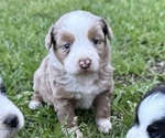 Puppy Rosie Miniature Australian Shepherd