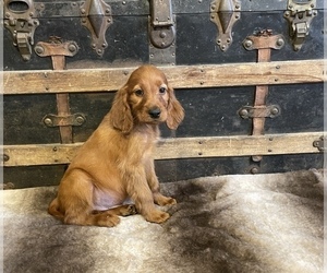 Irish Setter Puppy for sale in FULTON, KS, USA