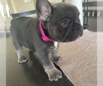 Small Photo #1 French Bulldog Puppy For Sale in PACIFIC, WA, USA