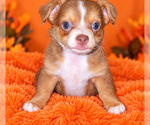 Small Photo #5 Chihuahua Puppy For Sale in ANDALUSIA, AL, USA