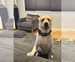 Small #7 Golden Labrador