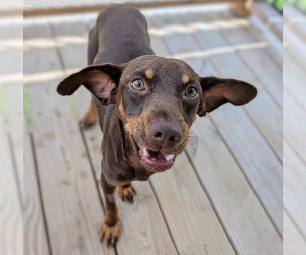 Medium Photo #2 Miniature Pinscher-Unknown Mix Puppy For Sale in Cranston, RI, USA