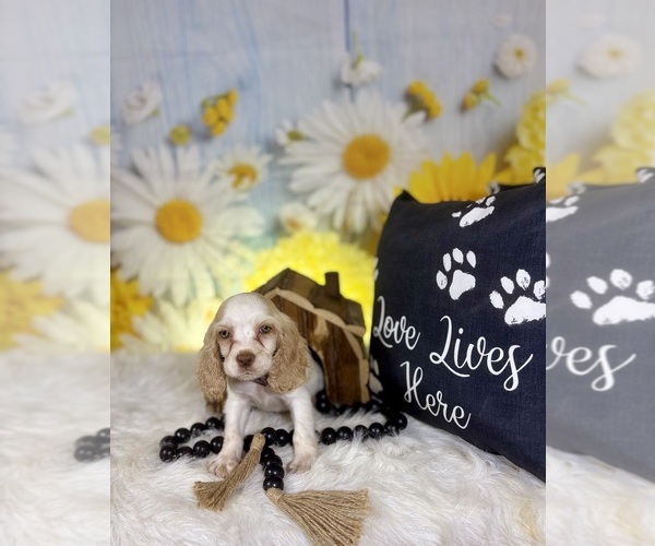 Medium Photo #7 Cocker Spaniel Puppy For Sale in RIPLEY, MS, USA