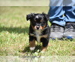 Small #5 Miniature American Shepherd