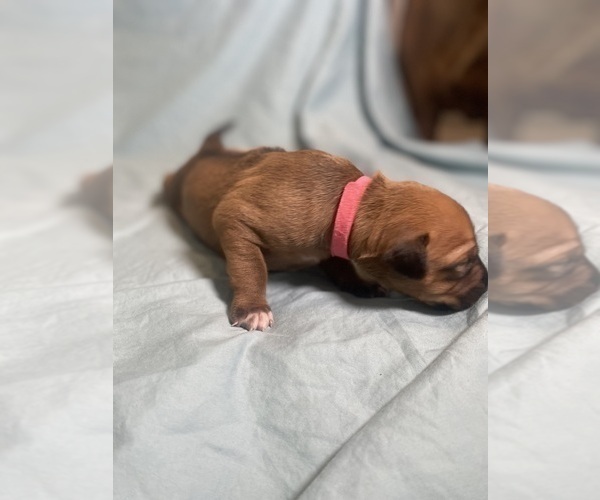Medium Photo #7 Rhodesian Ridgeback Puppy For Sale in KELLER, TX, USA