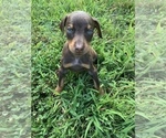 Small Photo #9 Doberman Pinscher Puppy For Sale in BRIDGEWATER, MA, USA
