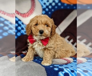 Labradoodle Puppy for sale in KIRKWOOD, PA, USA