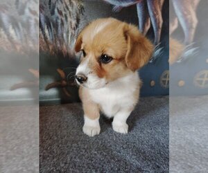Pembroke Welsh Corgi Puppy for sale in KEENESBURG, CO, USA