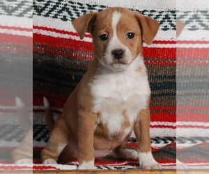 Mountain Cur Puppy for sale in FREDERICKSBURG, OH, USA