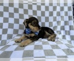 Small #1 Schnauzer (Miniature)