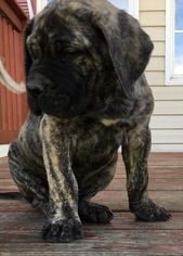 Mastiff-Neapolitan Mastiff Mix Puppy for sale in WYANDOTTE, OK, USA