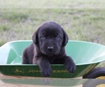 Puppy male 3 Labrador Retriever