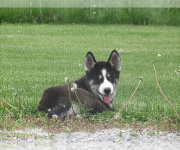 Medium Photo #3 Siberian Husky Puppy For Sale in BLUFORD, IL, USA