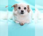 Small #2 Chihuahua