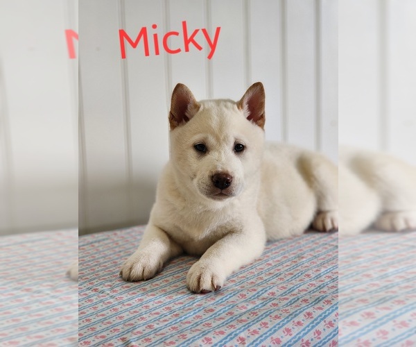 Medium Photo #1 Shiba Inu Puppy For Sale in ORWELL, OH, USA