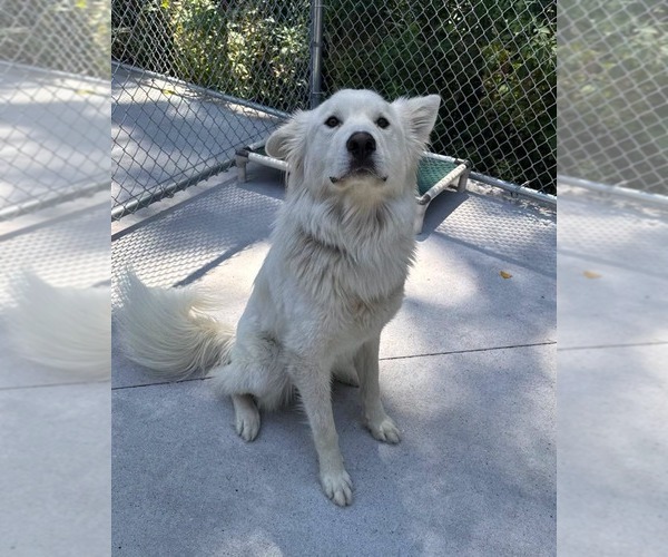 Medium Photo #4 German Shepherd Dog-Great Pyrenees Mix Puppy For Sale in Muskegon, MI, USA
