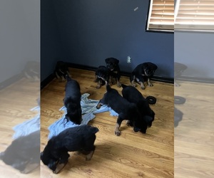 Rottweiler Puppy for sale in COUNCIL BLUFFS, IA, USA