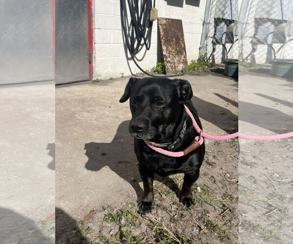 Medium Photo #4 Chiweenie Puppy For Sale in Sanford, FL, USA