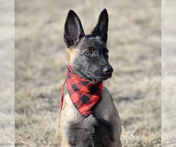 Medium Photo #13 Mutt Puppy For Sale in Gretna, NE, USA