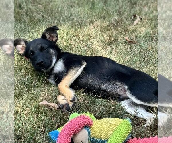 Medium Photo #3 German Shepherd Dog-Unknown Mix Puppy For Sale in Yardley, PA, USA