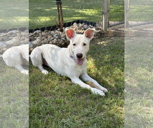 Carolina Dog-Unknown Mix Dogs for adoption in Rockaway, NJ, USA