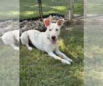 Small Carolina Dog Mix