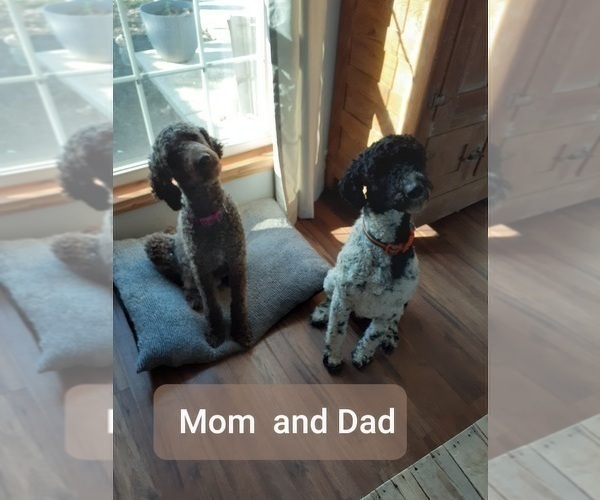 Medium Photo #1 Poodle (Standard) Puppy For Sale in MCCORDSVILLE, IN, USA