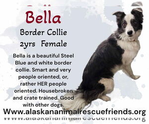 Border Collie-Unknown Mix Dogs for adoption in Anchorage, AK, USA