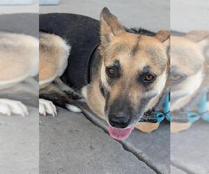 German Shepherd Dog Dogs for adoption in Bakersfield, CA, USA