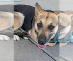 Small German Shepherd Dog