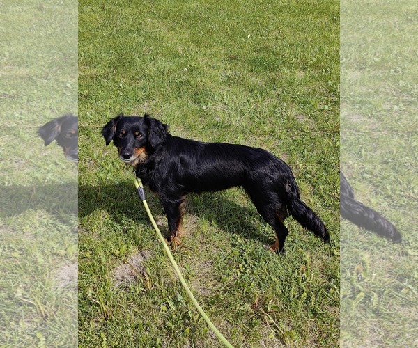 Medium Photo #1 Spaniel-Unknown Mix Puppy For Sale in St. Louis Park, MN, USA