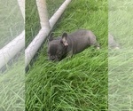 Puppy Chico French Bulldog