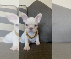 French Bulldog Puppy for sale in SACRAMENTO, CA, USA