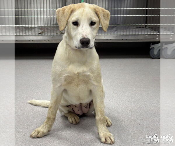 Medium Photo #2 Labrador Retriever-Unknown Mix Puppy For Sale in Washington, DC, USA