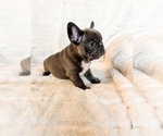 Small #7 French Bulldog