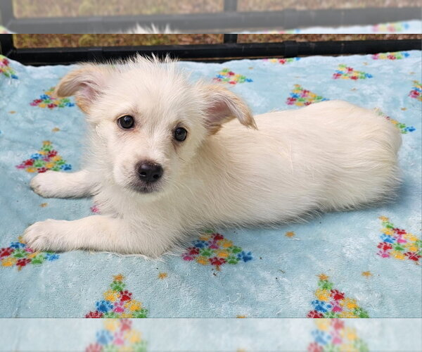 Medium Photo #3 Mutt Puppy For Sale in Olalla, WA, USA