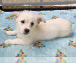 Small #2 Mutt