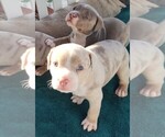 Small Photo #6 American Bully Puppy For Sale in COUDERSPORT, PA, USA