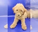 Small #6 Poodle (Miniature)