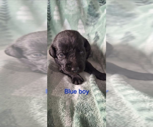 Medium Photo #1 Labrador Retriever Puppy For Sale in CARO, MI, USA