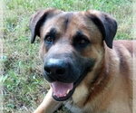 Small #2 Anatolian Shepherd-Mastiff Mix