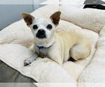Small Photo #1 Chihuahua-Unknown Mix Puppy For Sale in Seal Beach, CA, USA