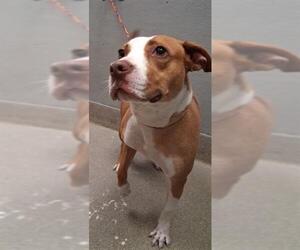 American Pit Bull Terrier-Unknown Mix Dogs for adoption in Las Vegas, NV, USA