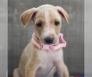 Medium Golden Retriever-Pembroke Welsh Corgi Mix