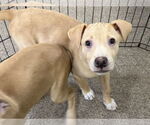 Small #2 Catahoula Leopard Dog-Labrador Retriever Mix
